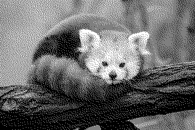 Dithered black and white image